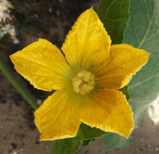  Male flower